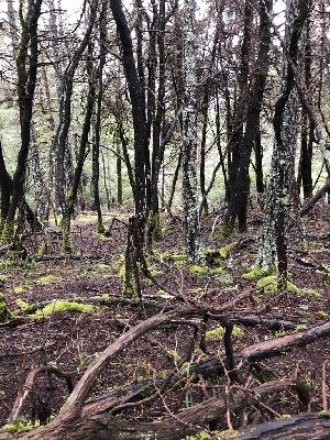  ( - FDS-CA-03234)  @11 [ ] by (2024) Justin Paulin Fungal Diversity Survey