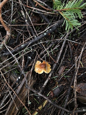  ( - FDS-CA-03235)  @11 [ ] by (2024) Justin Paulin Fungal Diversity Survey
