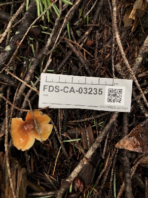  ( - FDS-CA-03235)  @11 [ ] by (2024) Justin Paulin Fungal Diversity Survey