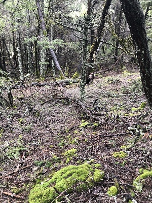  ( - FDS-CA-03235)  @11 [ ] by (2024) Justin Paulin Fungal Diversity Survey