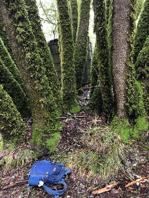  ( - FDS-CA-03236)  @11 [ ] by (2024) Justin Paulin Fungal Diversity Survey