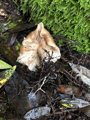  ( - FDS-CA-03236)  @11 [ ] by (2024) Justin Paulin Fungal Diversity Survey