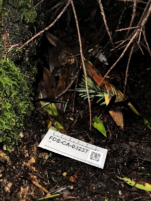  ( - FDS-CA-03237)  @11 [ ] by (2024) Justin Paulin Fungal Diversity Survey