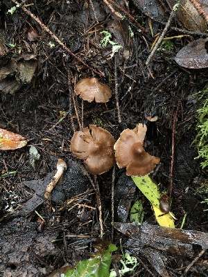  ( - FDS-CA-03239)  @11 [ ] by (2024) Justin Paulin Fungal Diversity Survey
