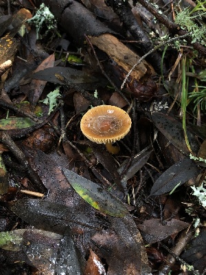  ( - FDS-CA-03242)  @11 [ ] by (2024) Justin Paulin Fungal Diversity Survey