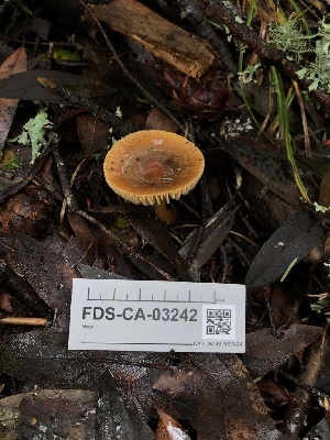  ( - FDS-CA-03242)  @11 [ ] by (2024) Justin Paulin Fungal Diversity Survey