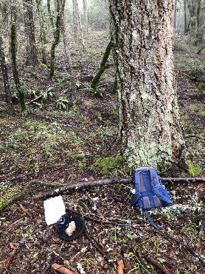 ( - FDS-CA-03242)  @11 [ ] by (2024) Justin Paulin Fungal Diversity Survey