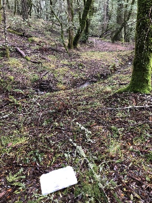  ( - FDS-CA-03243)  @11 [ ] by (2024) Justin Paulin Fungal Diversity Survey