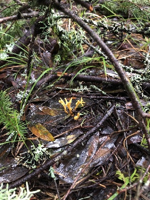  ( - FDS-CA-03243)  @11 [ ] by (2024) Justin Paulin Fungal Diversity Survey