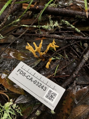  ( - FDS-CA-03243)  @11 [ ] by (2024) Justin Paulin Fungal Diversity Survey