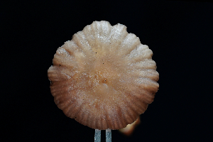  ( - FDS-CA-03453)  @11 [ ] by-nc (2024) Fresno Mycology Society Fungal Diversity Survey