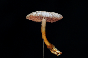  ( - FDS-CA-03453)  @11 [ ] by-nc (2024) Fresno Mycology Society Fungal Diversity Survey
