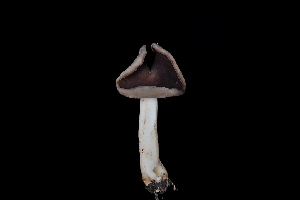  ( - FDS-CA-03451)  @11 [ ] by-nc (2024) Fresno Mycology Society Fungal Diversity Survey