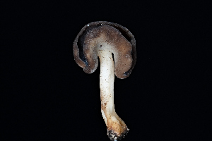  ( - FDS-CA-03451)  @11 [ ] by-nc (2024) Fresno Mycology Society Fungal Diversity Survey