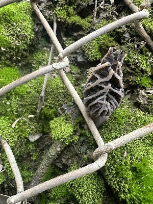  ( - FDS-CA-01027)  @11 [ ] by-nc (2024) Bat Vardeh Fungal Diversity Survey