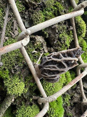  ( - FDS-CA-01027)  @11 [ ] by-nc (2024) Bat Vardeh Fungal Diversity Survey