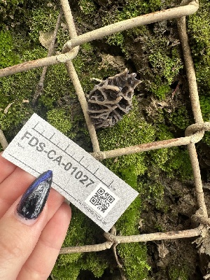  ( - FDS-CA-01027)  @11 [ ] by-nc (2024) Bat Vardeh Fungal Diversity Survey