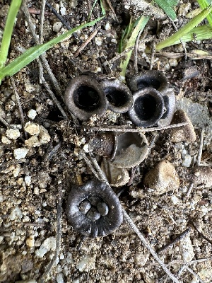  ( - FDS-CA-01023)  @11 [ ] by-nc (2024) Bat Vardeh Fungal Diversity Survey