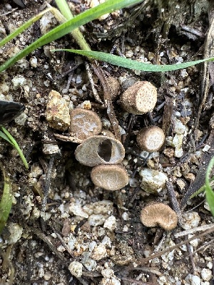  ( - FDS-CA-01023)  @11 [ ] by-nc (2024) Bat Vardeh Fungal Diversity Survey