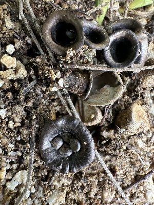  ( - FDS-CA-01023)  @11 [ ] by-nc (2024) Bat Vardeh Fungal Diversity Survey