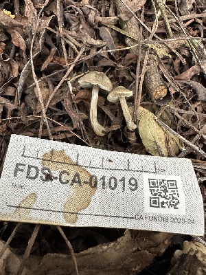  (Pluteus sp. CA04 - FDS-CA-01019)  @11 [ ] by-nc (2024) Bat Vardeh Fungal Diversity Survey