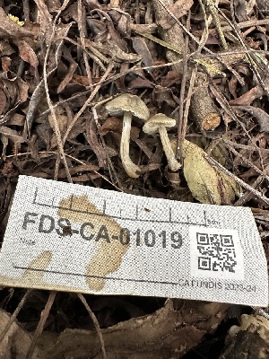  ( - FDS-CA-01019)  @11 [ ] by-nc (2024) Bat Vardeh Fungal Diversity Survey