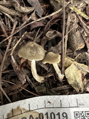  ( - FDS-CA-01019)  @11 [ ] by-nc (2024) Bat Vardeh Fungal Diversity Survey