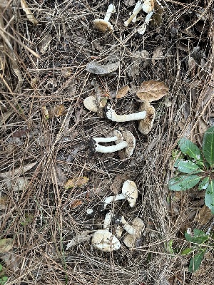  ( - FDS-CA-01029)  @11 [ ] by-nc (2024) Bat Vardeh Fungal Diversity Survey