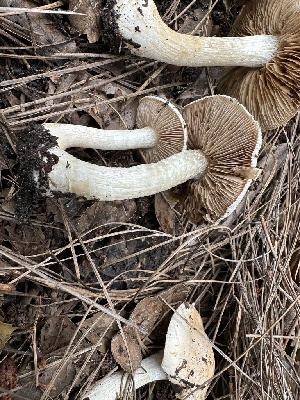  ( - FDS-CA-01029)  @11 [ ] by-nc (2024) Bat Vardeh Fungal Diversity Survey