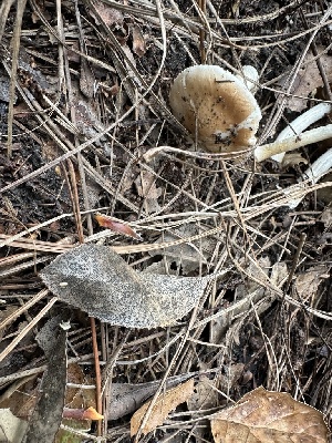  ( - FDS-CA-01029)  @11 [ ] by-nc (2024) Bat Vardeh Fungal Diversity Survey