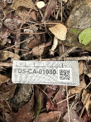  (Cystoderma sp. CA01 - FDS-CA-01030)  @11 [ ] by-nc (2024) Bat Vardeh Fungal Diversity Survey