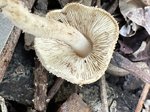  ( - FDS-CA-01030)  @11 [ ] by-nc (2024) Bat Vardeh Fungal Diversity Survey