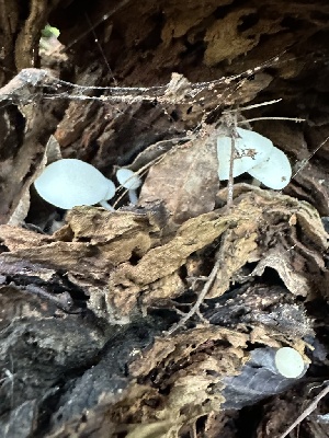  (Lactocollybia sp. CA01 - FDS-CA-01031)  @11 [ ] by-nc (2024) Bat Vardeh Fungal Diversity Survey