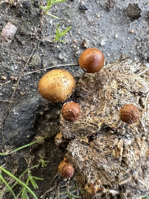  ( - FDS-CA-01037)  @11 [ ] by-nc (2024) Bat Vardeh Fungal Diversity Survey