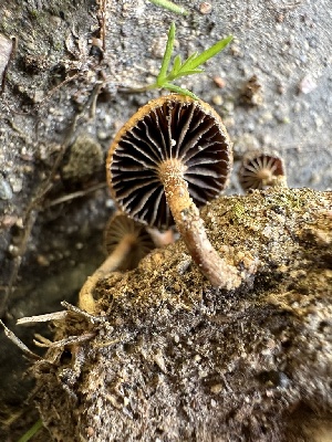  ( - FDS-CA-01037)  @11 [ ] by-nc (2024) Bat Vardeh Fungal Diversity Survey