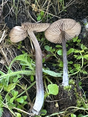  ( - FDS-CA-01021)  @11 [ ] by-nc (2024) Bat Vardeh Fungal Diversity Survey
