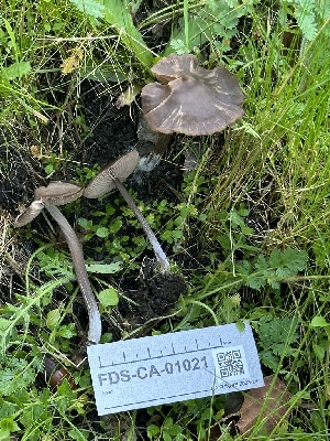  ( - FDS-CA-01021)  @11 [ ] by-nc (2024) Bat Vardeh Fungal Diversity Survey