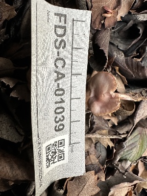  ( - FDS-CA-01039)  @11 [ ] by-nc (2024) Bat Vardeh Fungal Diversity Survey