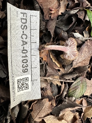  ( - FDS-CA-01039)  @11 [ ] by-nc (2024) Bat Vardeh Fungal Diversity Survey