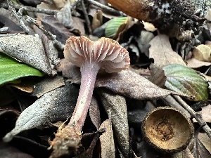  ( - FDS-CA-01039)  @11 [ ] by-nc (2024) Bat Vardeh Fungal Diversity Survey