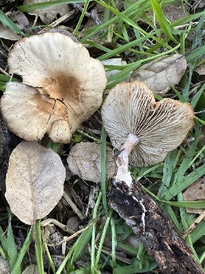  ( - FDS-CA-02045)  @11 [ ] by-nc (2024) Bat Vardeh Fungal Diversity Survey