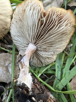  ( - FDS-CA-02045)  @11 [ ] by-nc (2024) Bat Vardeh Fungal Diversity Survey