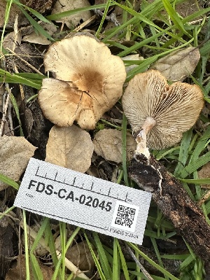  ( - FDS-CA-02045)  @11 [ ] by-nc (2024) Bat Vardeh Fungal Diversity Survey