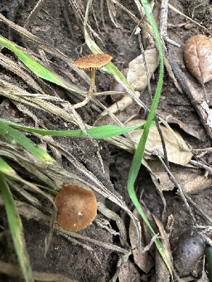  ( - FDS-CA-02056)  @11 [ ] by-nc (2024) Bat Vardeh Fungal Diversity Survey