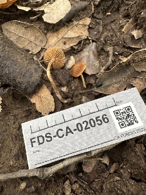  ( - FDS-CA-02056)  @11 [ ] by-nc (2024) Bat Vardeh Fungal Diversity Survey