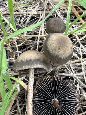  (Panaeolus sp. CA04 - FDS-CA-02042)  @11 [ ] by-nc (2024) Bat Vardeh Fungal Diversity Survey