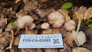  ( - FDS-CA-03453)  @11 [ ] by-nc (2024) Fresno Mycology Society Fungal Diversity Survey