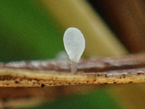  ( - FDS-CA-03221)  @11 [ ] by (2024) Justin Paulin Fungal Diversity Survey