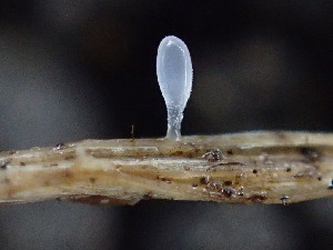  (Typhula sp. CA02 - FDS-CA-03221)  @11 [ ] by (2024) Justin Paulin Fungal Diversity Survey