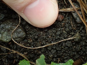  ( - FDS-CA-03221)  @11 [ ] by (2024) Justin Paulin Fungal Diversity Survey